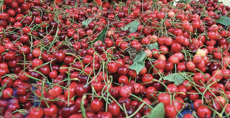 Kashmir Cherry